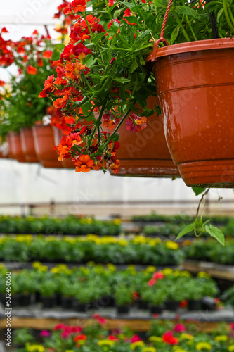 Plants for sale at the small local nursery close up. Horticulture flower business © SYARGEENKA