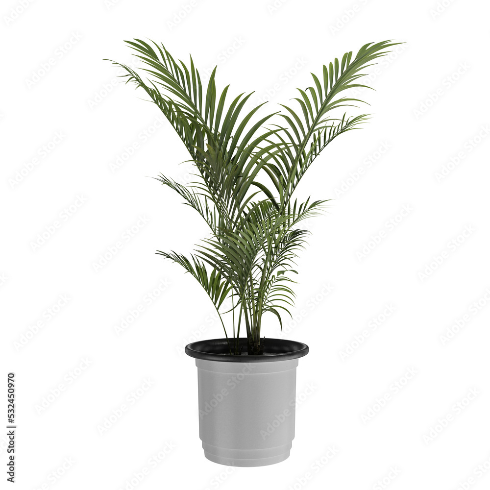 Palm plant in a pot