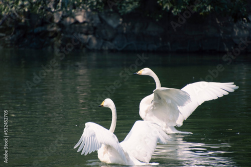 Swans on Water