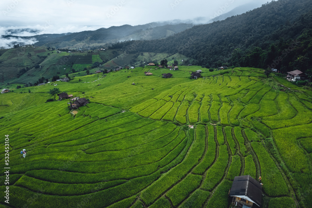 Obraz premium High angle view Green Rice field on terraced in Chiangmai