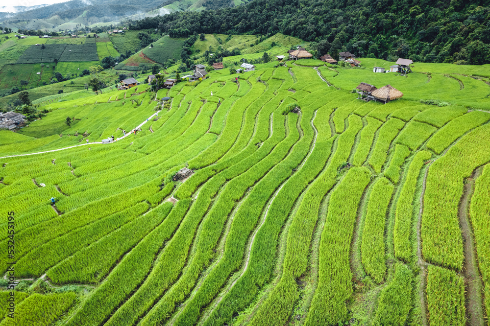 High angle view Green Rice field on terraced in Chiangmai