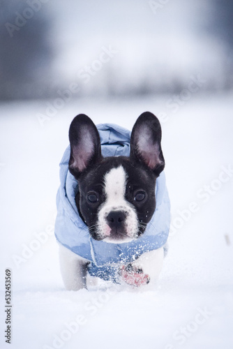 French buldog is running in the snow. He is so fluffy dog. © doda
