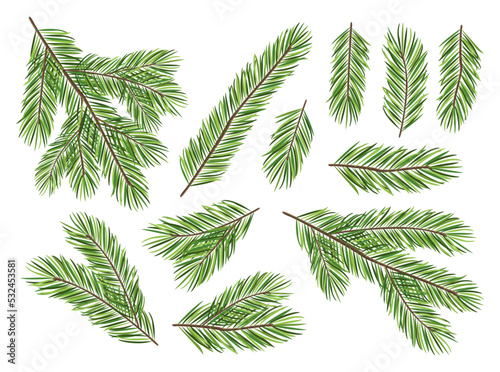 Collection of pine branches isolated on white background