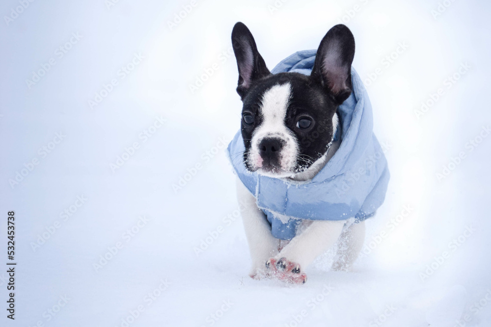 French buldog is running in the snow. He is so fluffy dog.