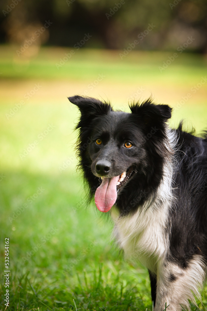 Autumn face of tricolor border collie He is so cute in the leaves. He has so lovely face.