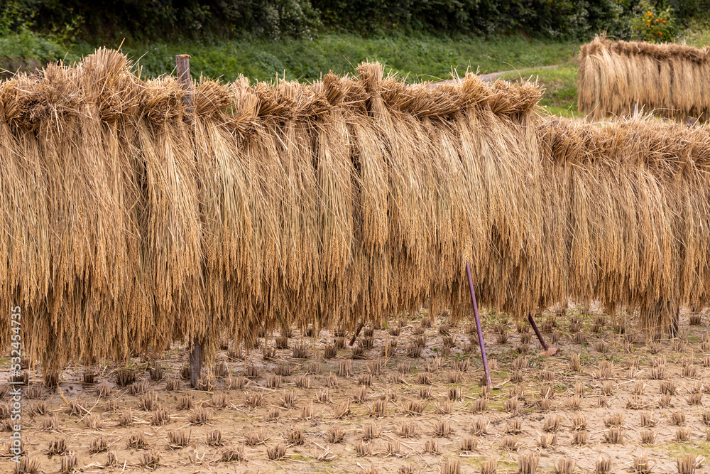 Fototapeta premium rice