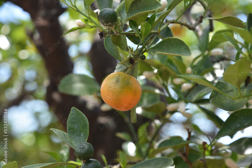 Calamandarin Orange Fruit Tree with Ripening Fruit