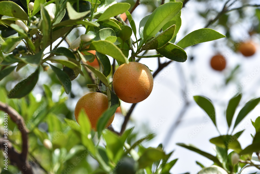 Calamondin Fruit Tree with Dangling Fruit Ripening