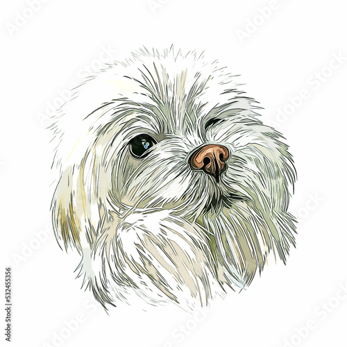 Maltese Dog Breed Watercolor Sketch Hand Drawn Painting Silhouette Sticker Illustration Sublimation EPS Vector Graphic