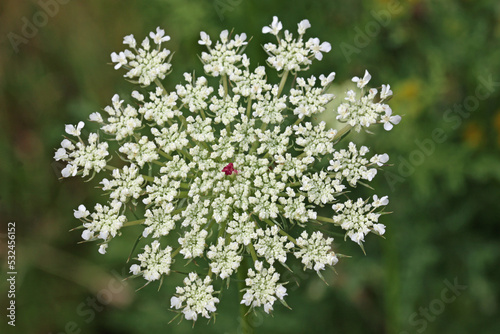Wild carrot flower in close up