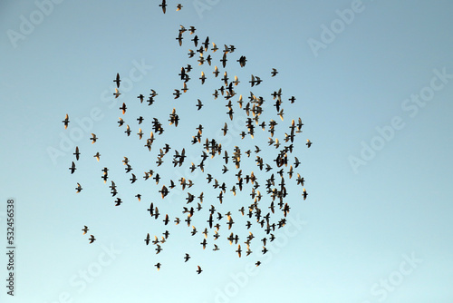 flock of birds Fototapet