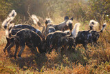 Afrikanische Wildhunde töten eine Schwarzfersenantilope / African wild dog killing an Impala / Lycaon pictus
