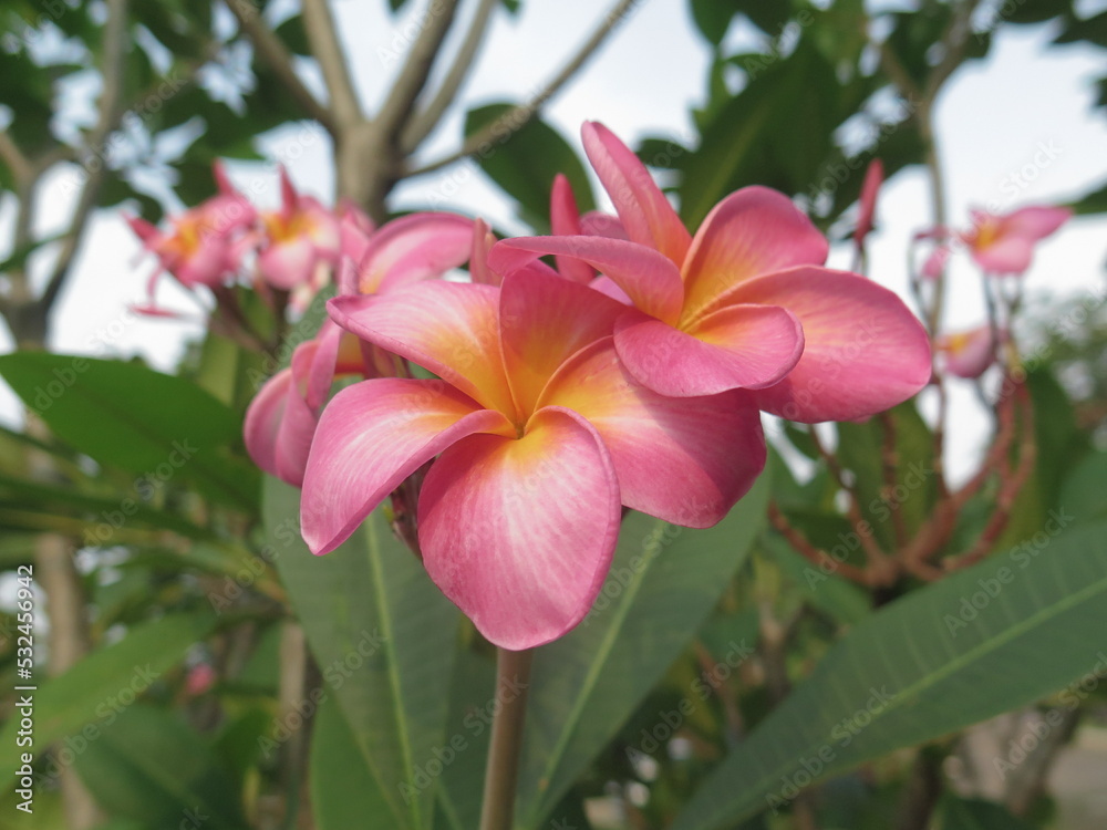 Japanese frangipani or adenium is a species of ornamental plant, the stem is large, the bottom resembles a tuber, the stem is not cambium, the roots can enlarge to resemble a tuber.