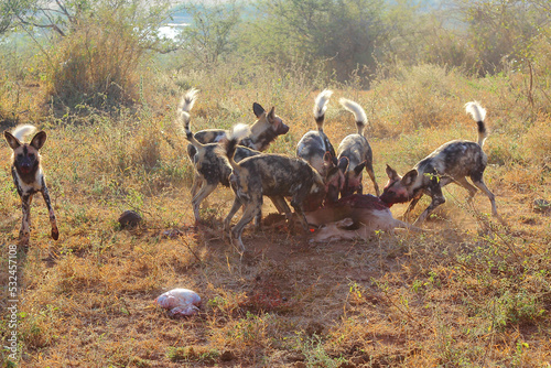 Afrikanische Wildhunde töten eine Schwarzfersenantilope / African wild dog killing an Impala / Lycaon pictus photo