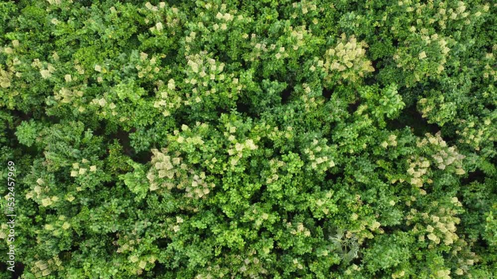 Aerial view of Cultivation trees and plantation in outdoor nursery. Beautiful agricultural garden. Cultivation business. Natural landscape background. Aerial view of Cultivation trees and plantation in outdoor nursery. Beautiful agricultural garden. Cultivation business. Natural landscape background.