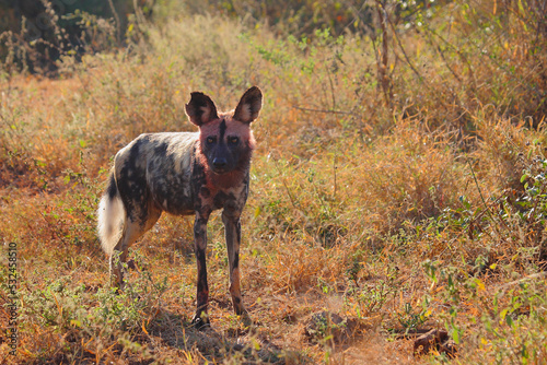 Blutbesudelter Afrikanischer Wildhund nach Beutezug / Bloodstained African wild dog after killing an Impala / Lycaon pictus © Ludwig