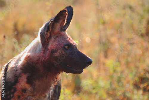 Fototapeta Naklejka Na Ścianę i Meble -  Blutbesudelter Afrikanischer Wildhund nach Beutezug / Bloodstained African wild dog after killing an Impala / Lycaon pictus