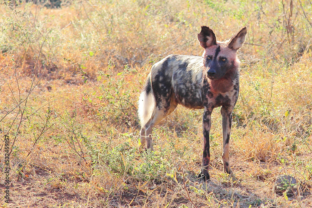 Fototapeta premium Blutbesudelter Afrikanischer Wildhund nach Beutezug / Bloodstained African wild dog after killing an Impala / Lycaon pictus