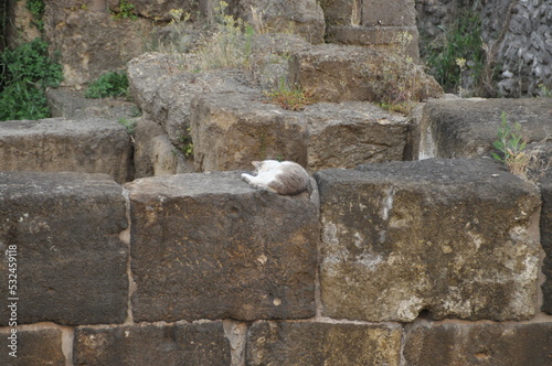 A street cat on old Roman remains in Rome, Italy