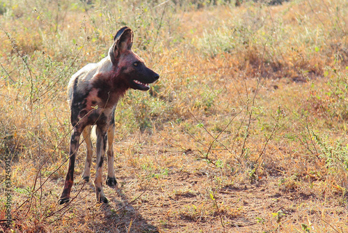 Blutbesudelter Afrikanischer Wildhund nach Beutezug   Bloodstained African wild dog after killing an Impala   Lycaon pictus