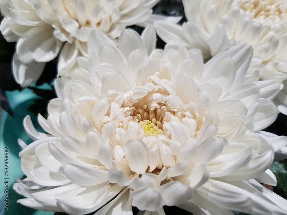 White lush chrysanthemums with a yellow center in the sun, on a turquoise background (macro, texture).
White lush chrysanthemums with a yellow center in the sun, on a turquoise background (macro, texture).