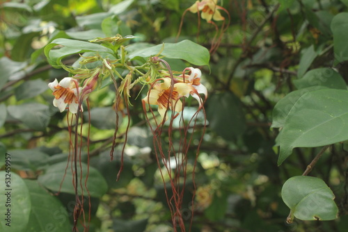 Strophanthus kombe, poison arrow kombe, is a vine that grows in tropical East Africa, and is part of the genus Strophanthus, which contains about 38 species. photo