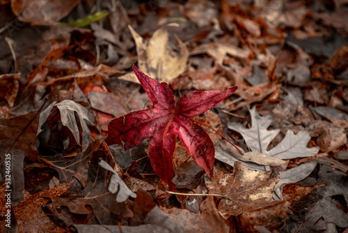 Fallen autumn leaves on the forest floor
