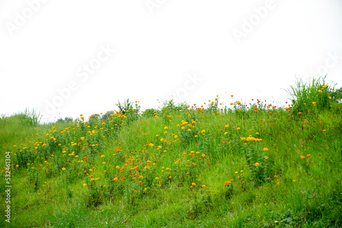 Yellow flowers field on white background