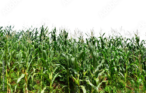 Landscape of corn fields on white background