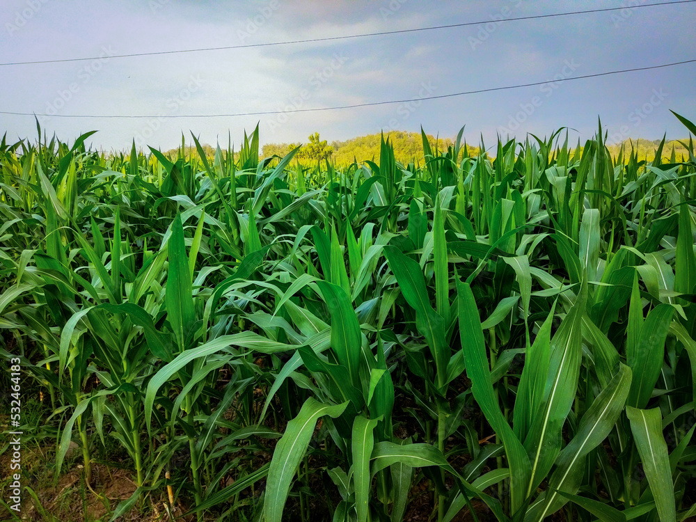 Obraz premium corn field with sky and clouds
