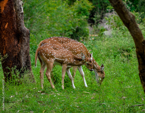 Elephant sunflower lake river deer monkey peacock sun