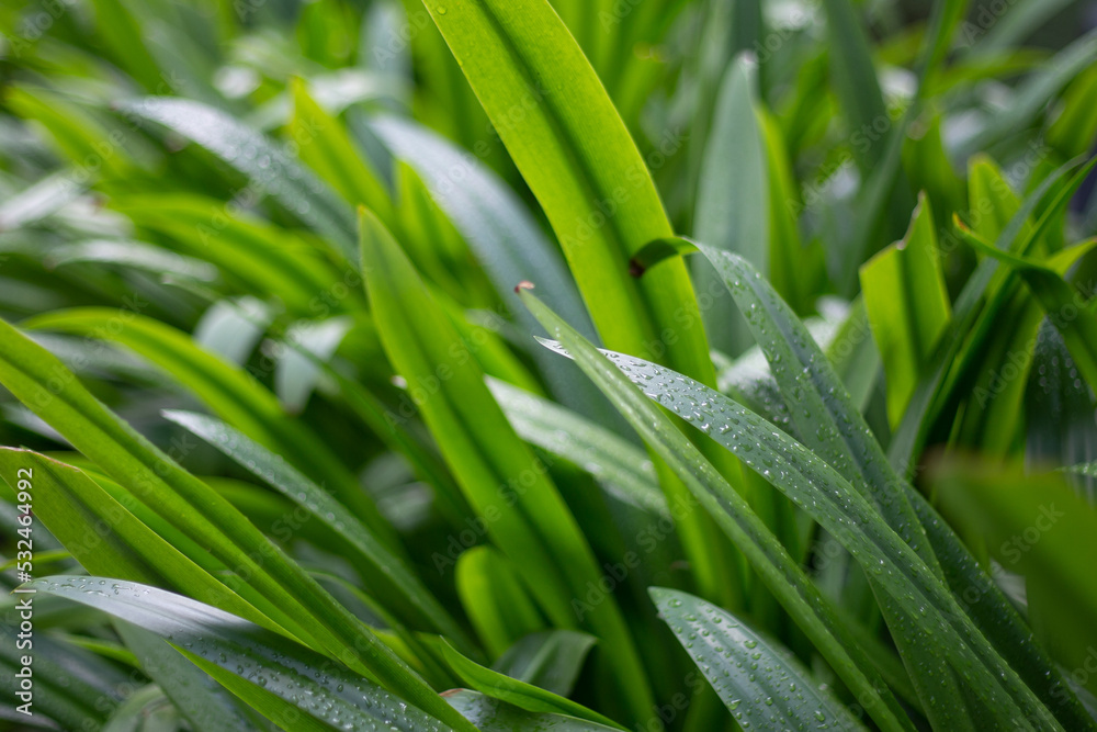 Green leaf with raindrops on a summer day macro photography. Green leaf with raindrops on a summer day macro photography.
