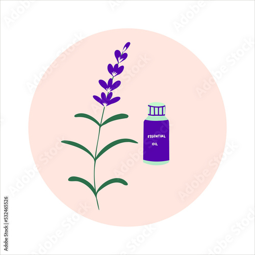 A set of blooming lavender with a bottle of lavender essential oil. Aromatherapy flat vector illustration. hand drawn style. 