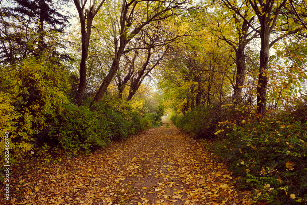 Autumn forest scenery with road of fall leaves & warm light illumining the gold foliage. Footpath in scene autumn forest nature. Germany.