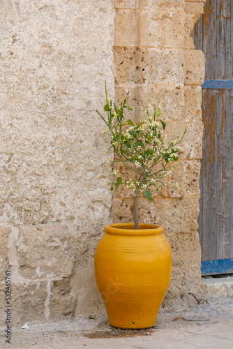 Sicilian citus in traditional pot  photo