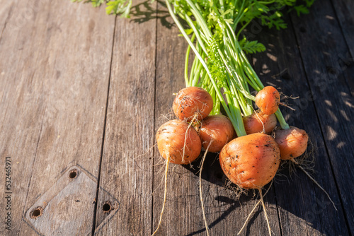 Fresh home garden grown organic round carrot on barn wood