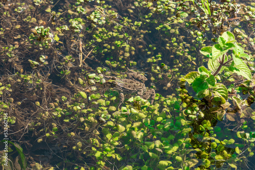 Frog among the duckweed in the swamp