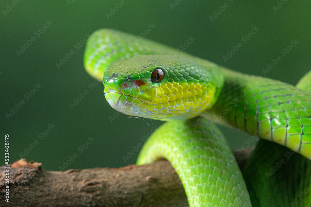 Naklejka premium Close up shof of green white lipped Island pit viper Trimeresurus insularis basking in steady position on a branch with bokeh background 