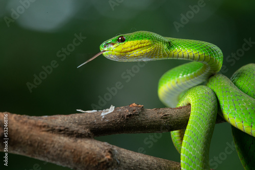 Close up shof of green white lipped Island pit viper Trimeresurus insularis basking in steady position on a branch with bokeh background 