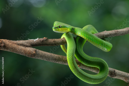 Close up shof of green white lipped Island pit viper Trimeresurus insularis basking on a branch with bokeh background 