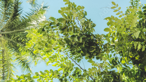 green leaves background