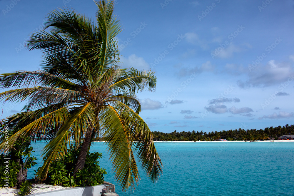 Fototapeta premium Palm tree, sea and tropical island on the horizon. Holidays in the Maldives.