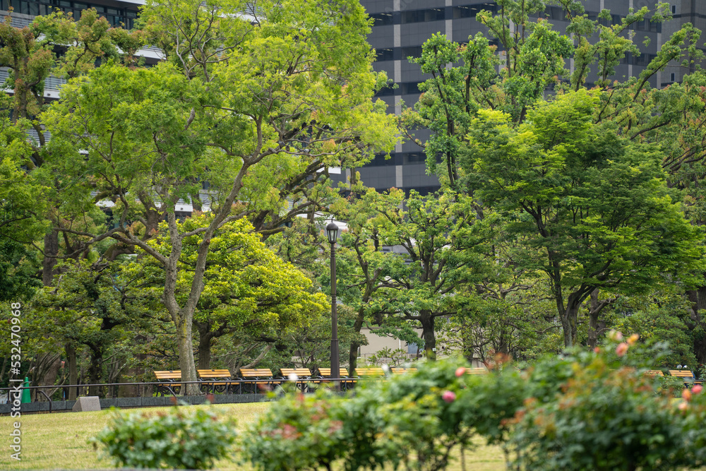 東京のビルが背後に迫る都会の公園（6月の日比谷公園）