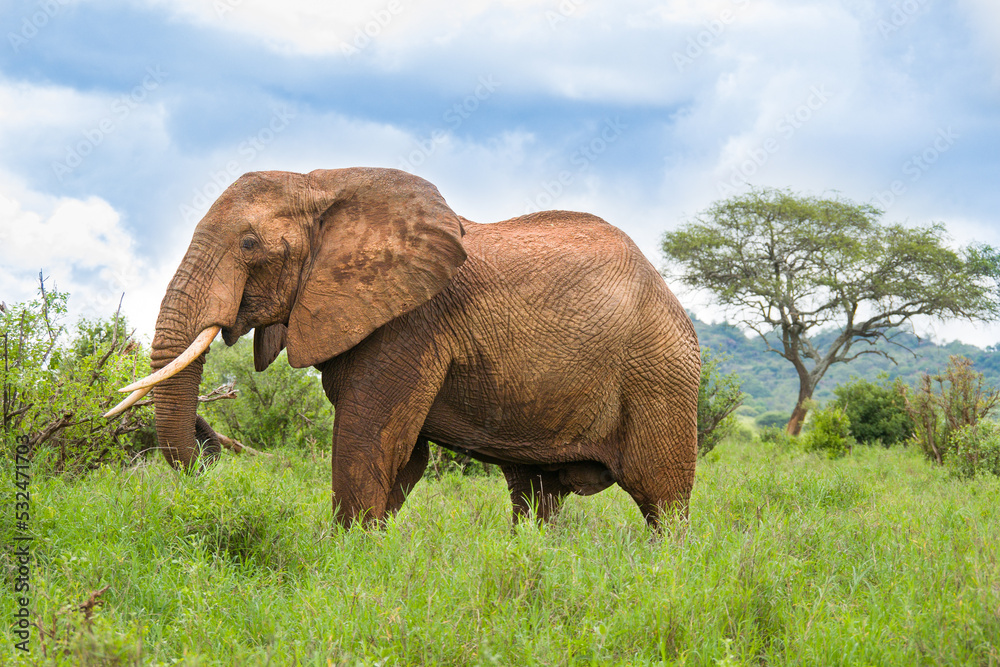 Fototapeta premium éléphant