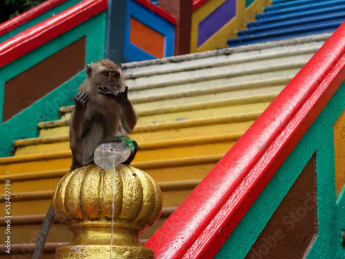 Photography monkey at the batu caves near kuala lumpur