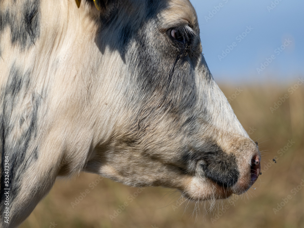 Fototapeta premium close up of a fly on a milking cows nose