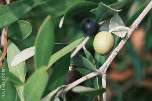 Italy olives berries on a tree branch with green leaves, Spain green olive oil berry, organic Greece olives fruit plant, closeup, background.