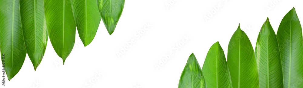 Fototapeta premium Heliconia leaves isolated with clipping paths on white background