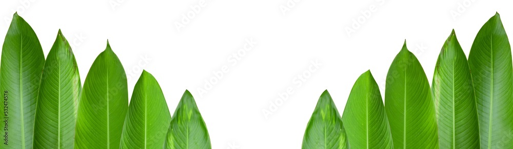 Fototapeta premium Heliconia leaves isolated with clipping paths on white background