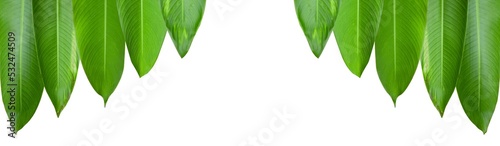  Heliconia leaves isolated with clipping paths on white background